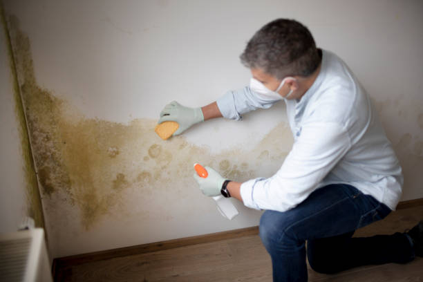 Best Emergency Mold Remediation  in South Daytona, FL